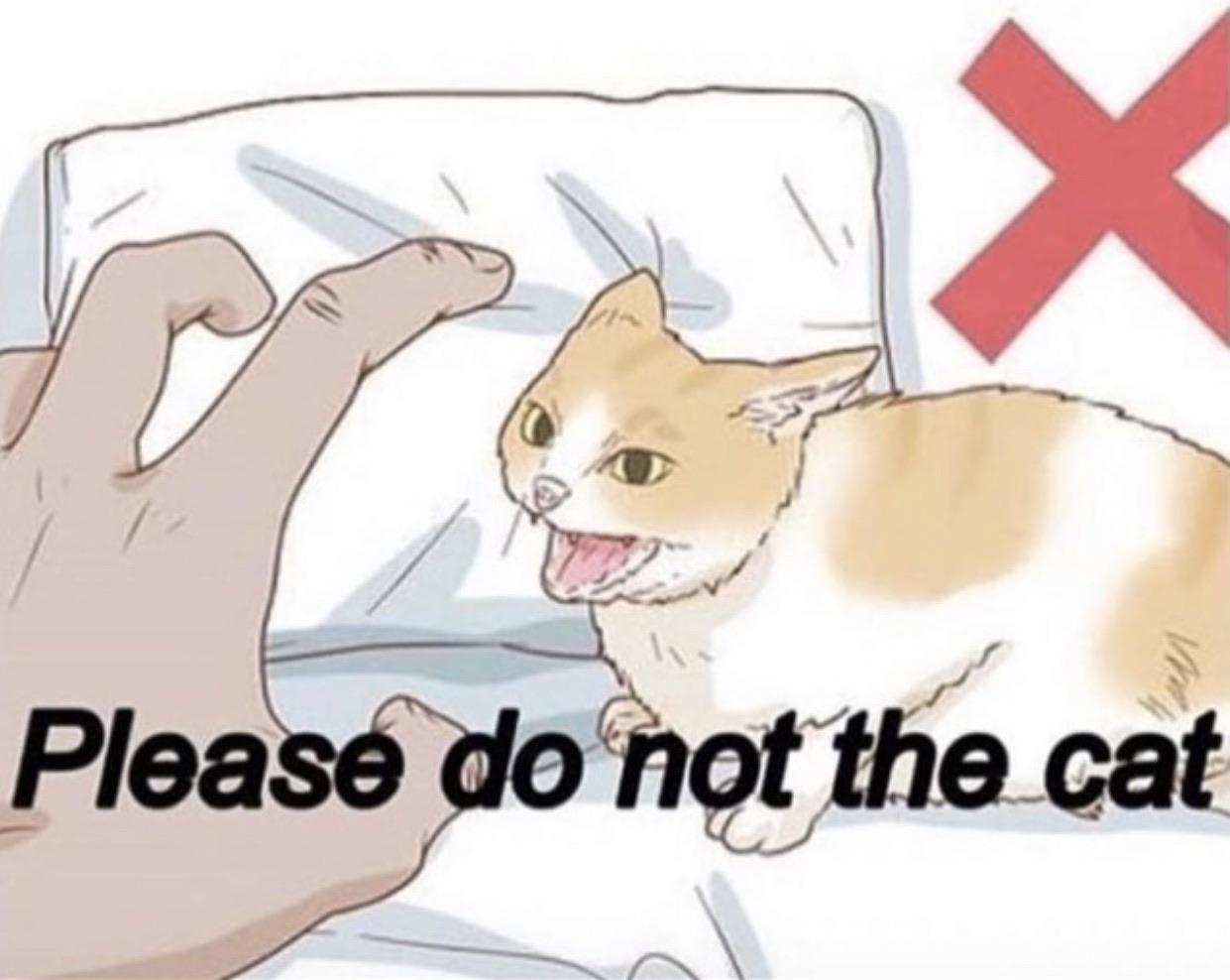 pls do not the cat